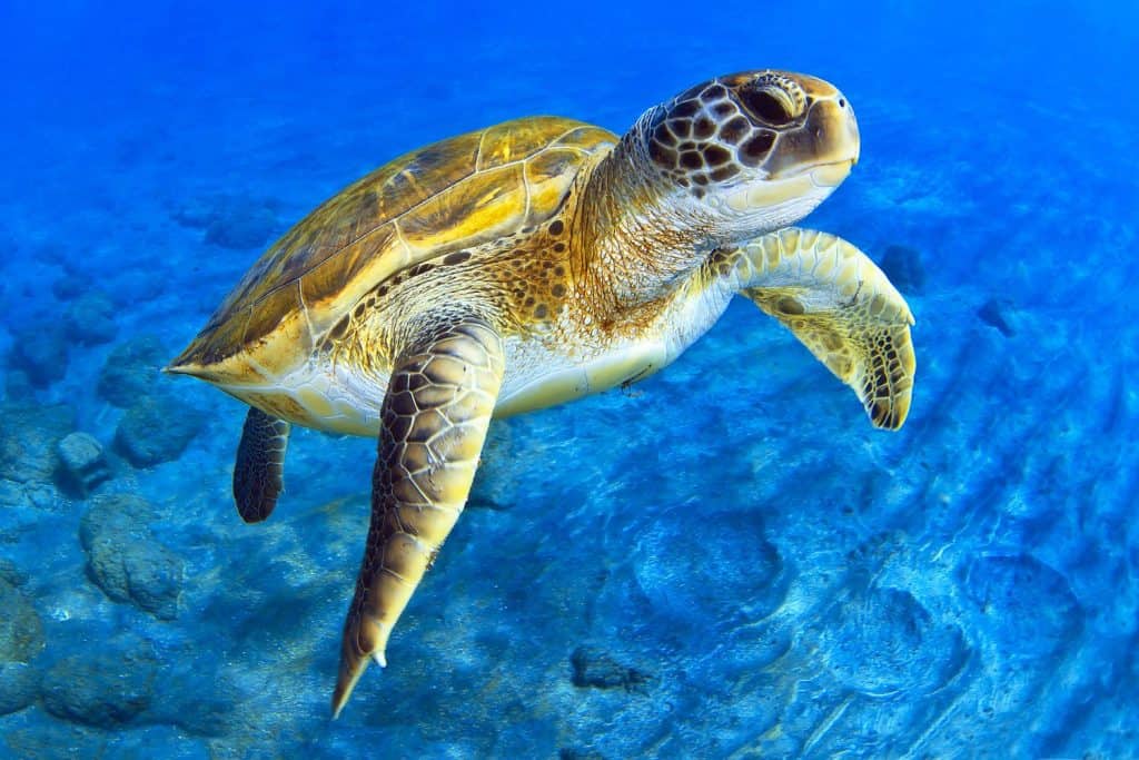 Green Turtle