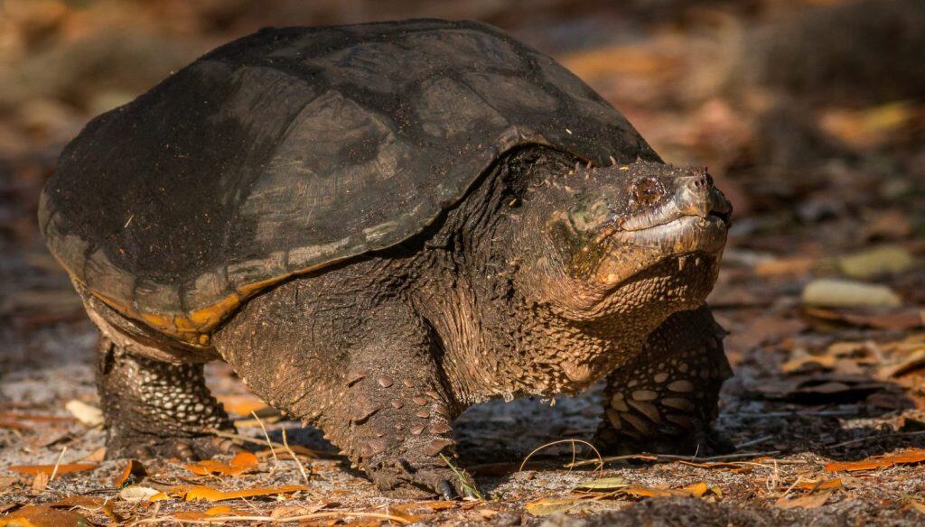 A common snapping turtle walking back to it's pond