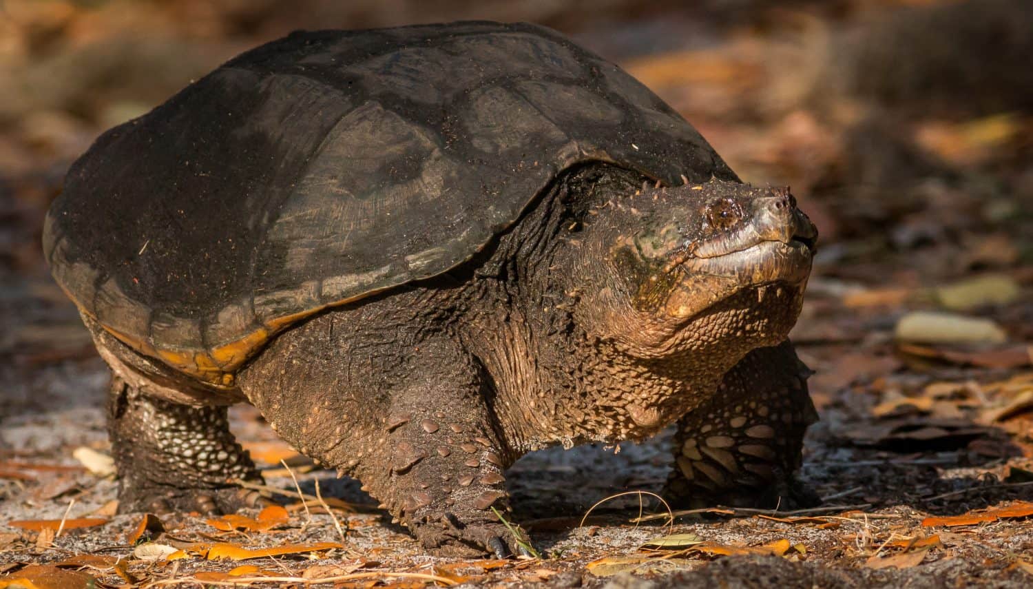 A common snapping turtle walking back to it's pond
