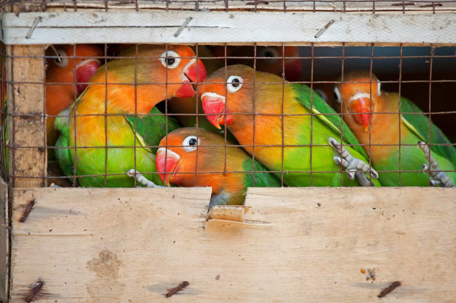 Lovebirds at a local bird market ready for shipment to pet stores. The Fischer's Lovebird (Agapornis fischeri) is a small parrot species of the Lovebird genus. Fischer's Lovebird are native to a small