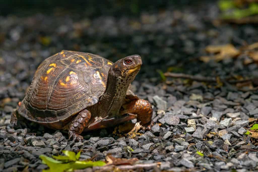 Box Turtle (Terrapene carolina) in the woodlands of northern jersey