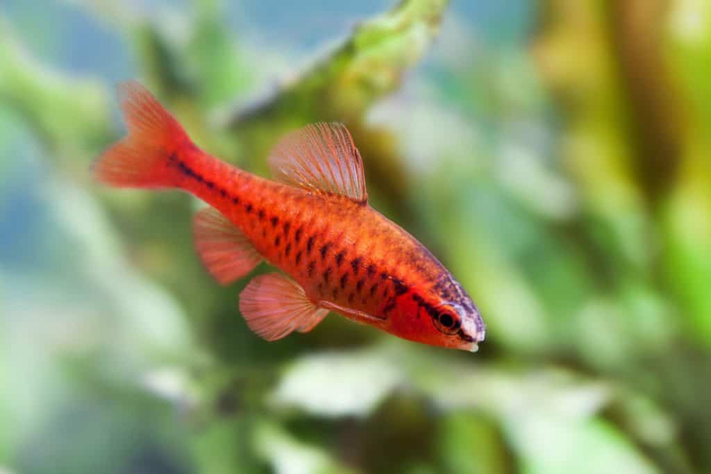 Red Aquarium Fish: 13 Types of Red Fish - A-Z Animals