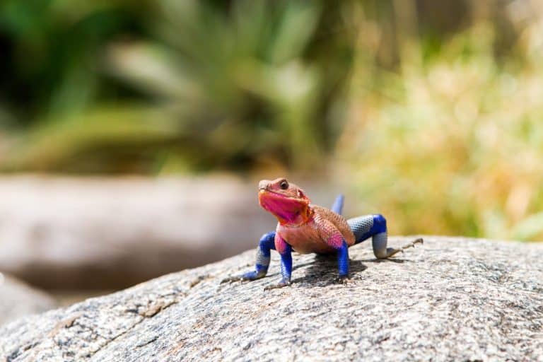 Male Mwanza flat-headed rock agama (Agama mwanzae) or the Spider-Man agama in the family Agamidae, with bright red or violet head, neck, and shoulders and dark blue body in Serengeti, Tanzania