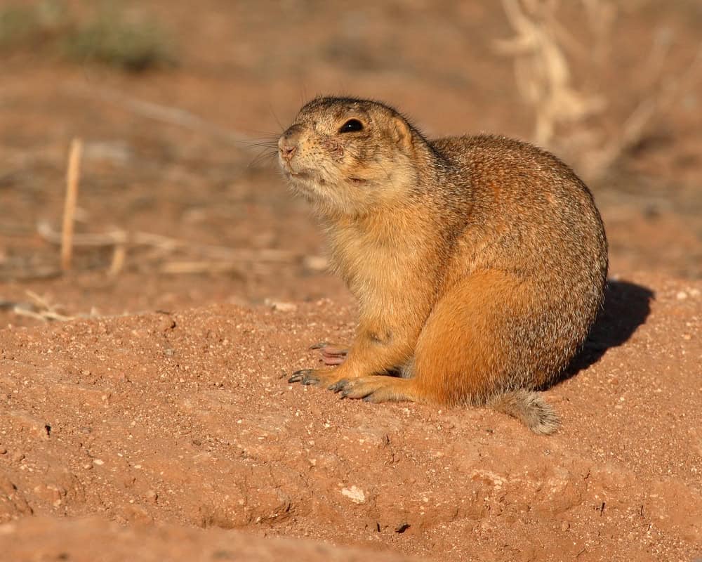 A Gunnison's Prairie Dog looking around outside of its den in Santa Fe, New Mexico.