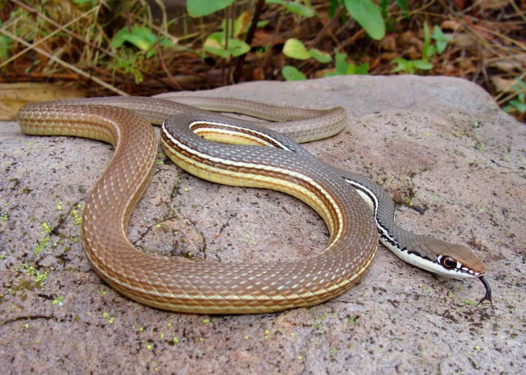 Sonoran Whipsnake