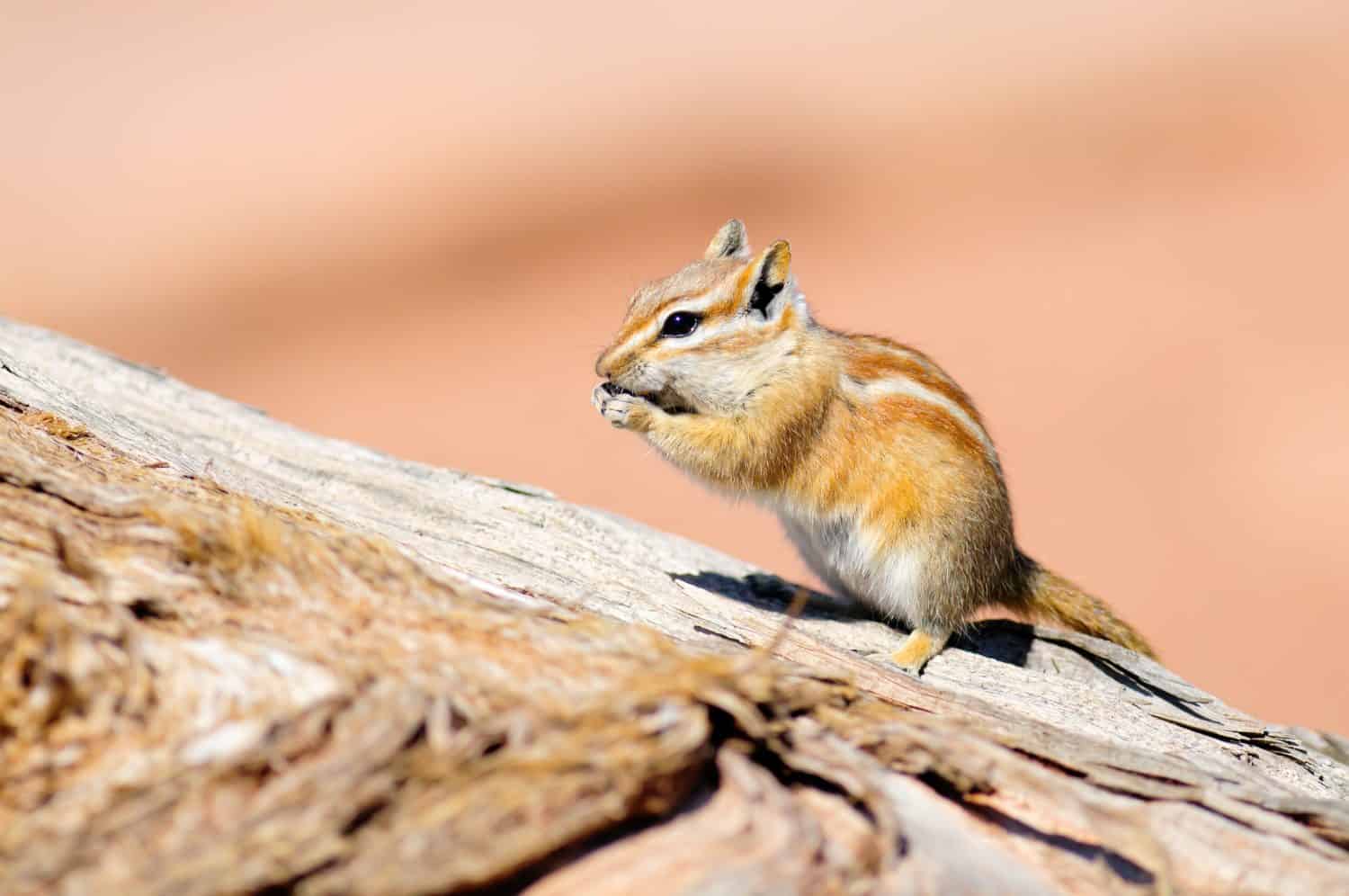 HOPI CHIPMUNK