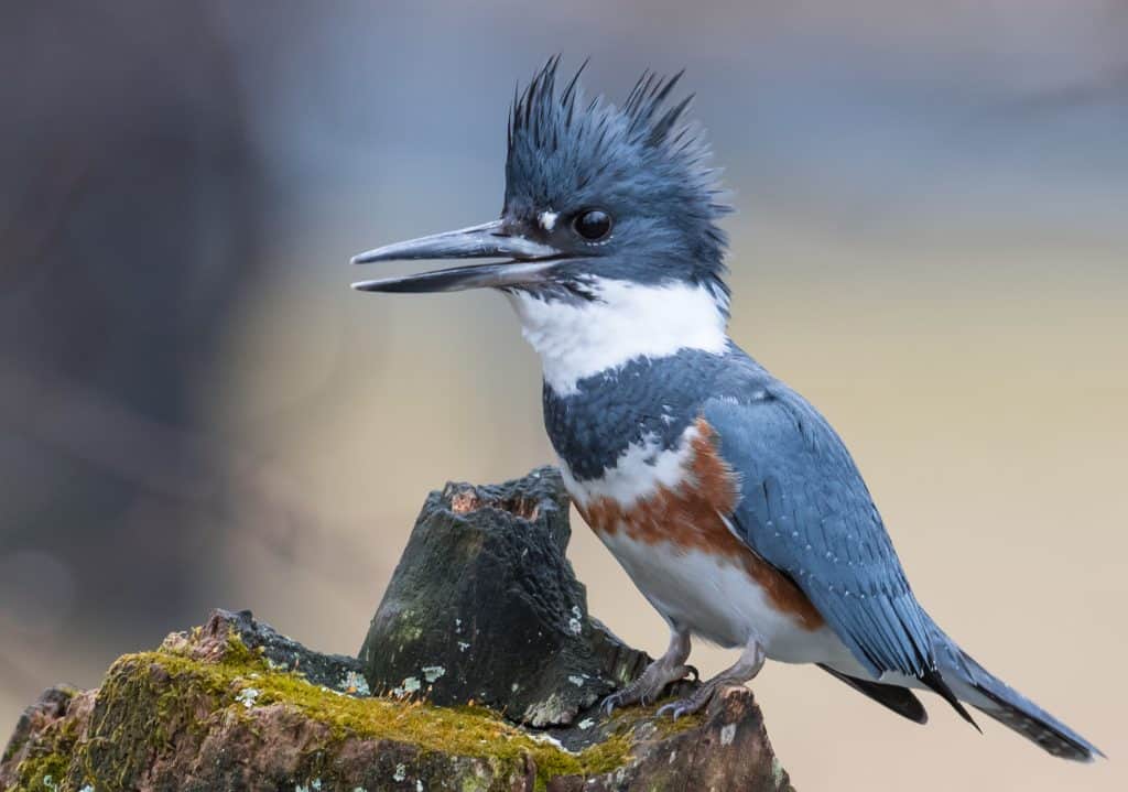 A Belted Kingfisher
