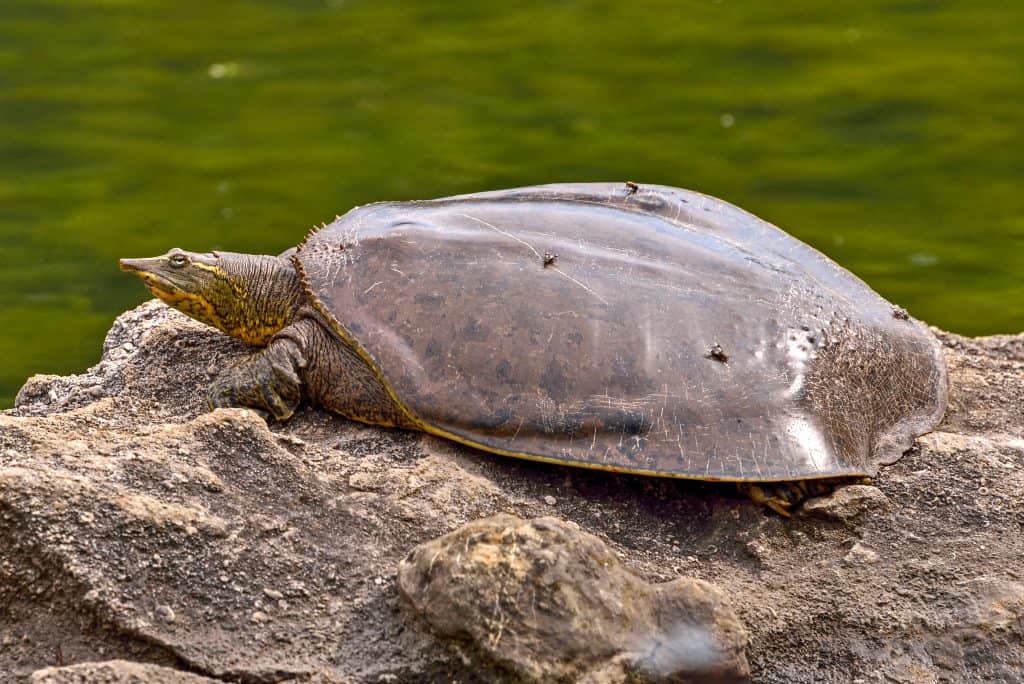 Turtle. Spiny Softshell Turtle (Apalone spinifera) sunbathing on a rock.