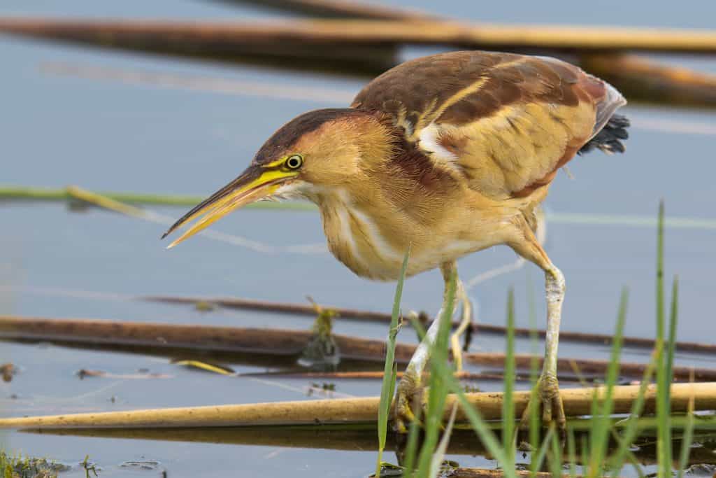 Least Bittern Foraging The Shoreline