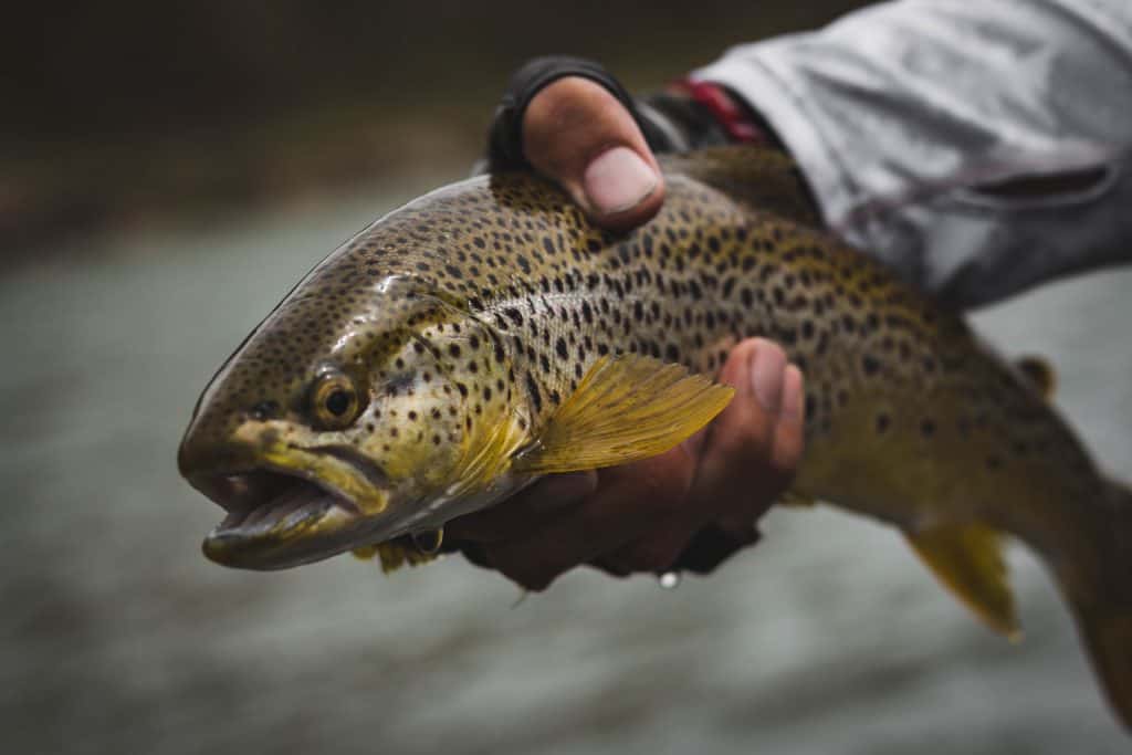 Brown trout flyfishing