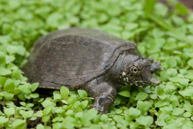 Common softshell turtle or asiatic softshell turtle (Amyda cartilaginea)