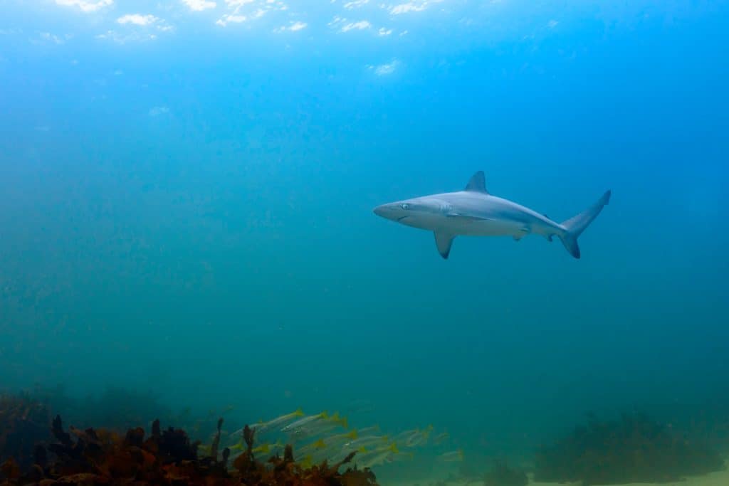 Dusky Whaler Shark in Blue Water