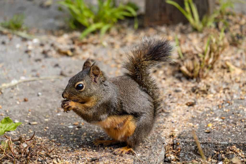 side portrait of a cute Douglas squirrel eating grains and nuts fell from the birds feeder inside park