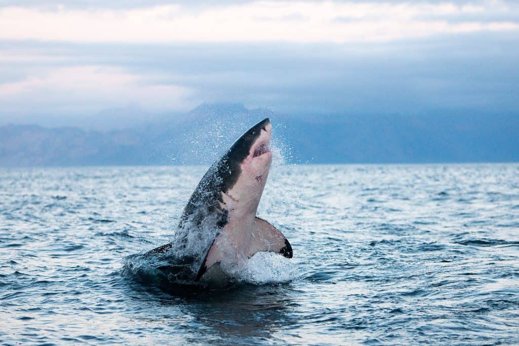Great White Shark, carcharodon carcharias, Adult Breaching, False Bay in South Africa