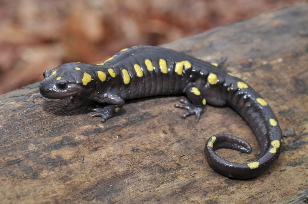 Spotted salamander adult macro portrait