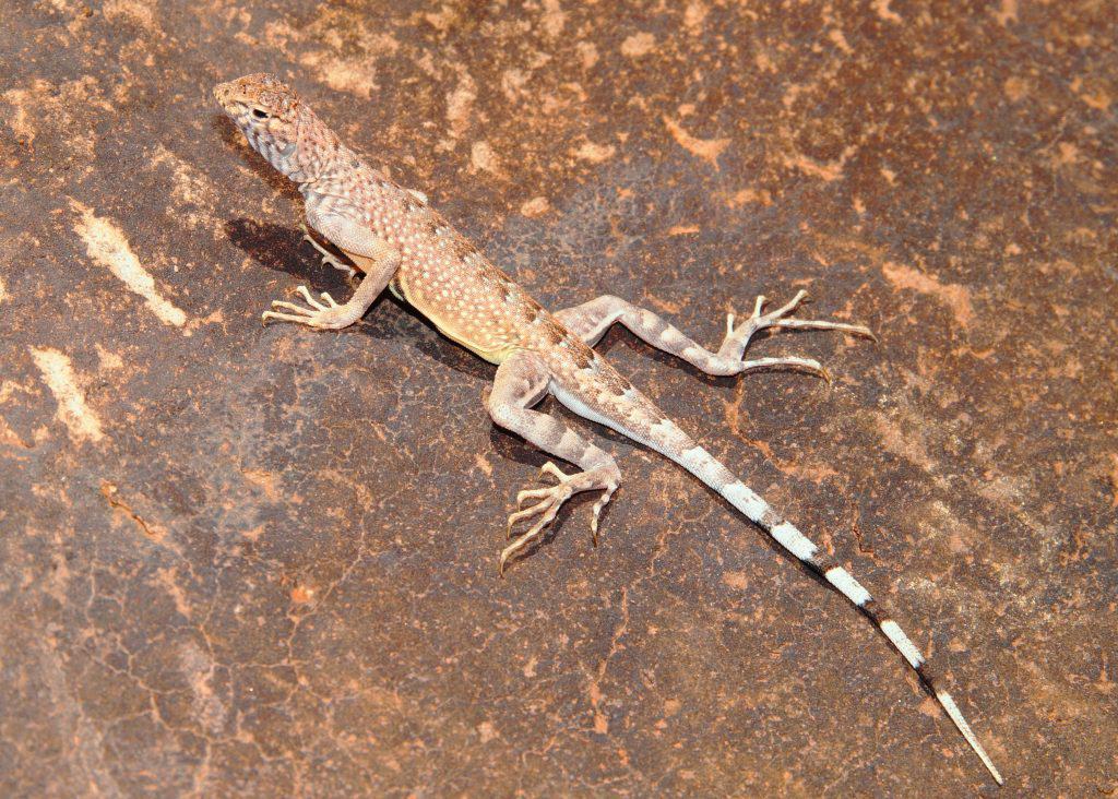 Zebra-tailed Lizard, Callisaurus draconoides - an incredibly fast reptile of the American southwest