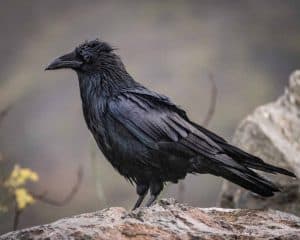 A selective focus shot of a raven standing on the rocks in a forest
