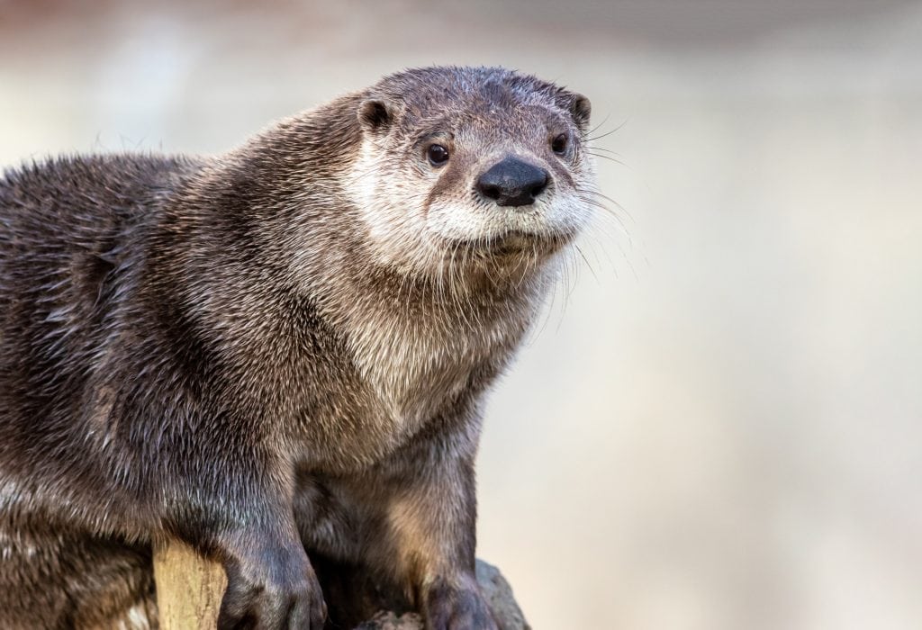 North American River Otter (Lontra canadensis) portrait with soft defocused background and copy space