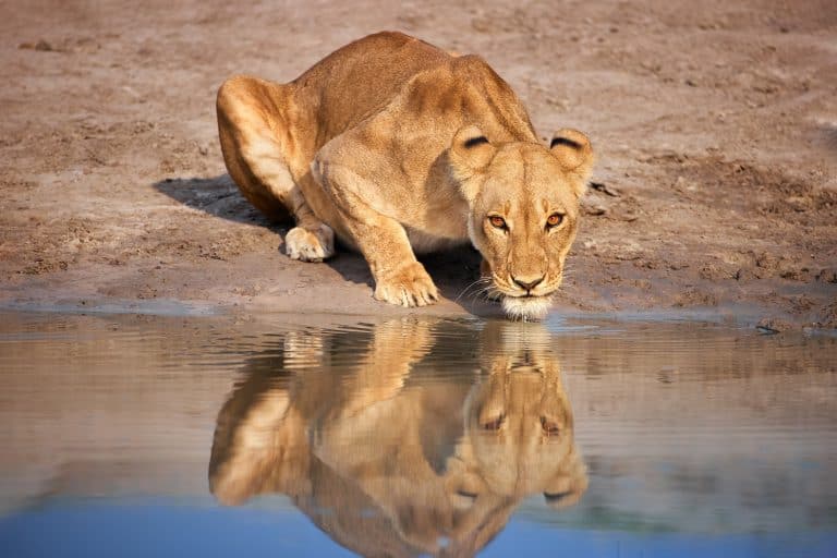 Lioness drinks, stares at the camera, reflects in the water,  direct eyes contact. Morning safari in Savuti Park, Botswana.