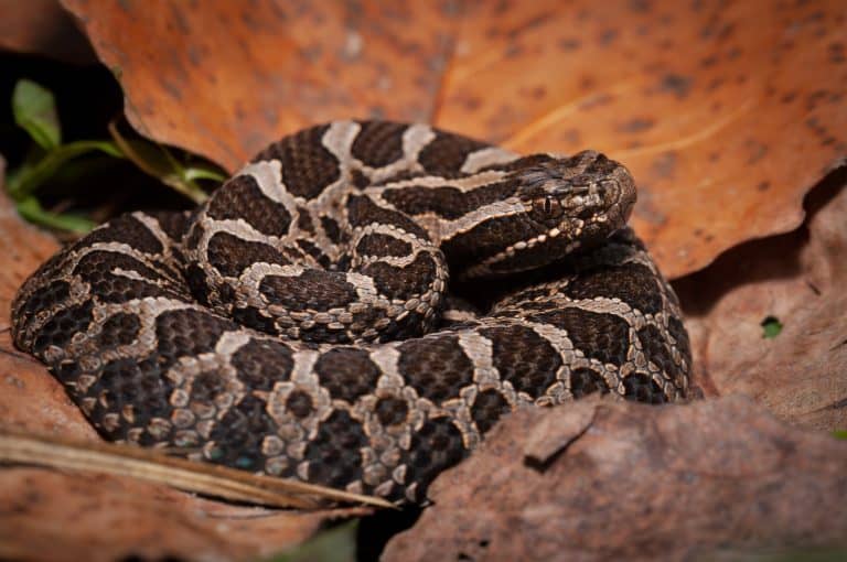 Young eastern massasauga rattlesnake macro portrait in leaves