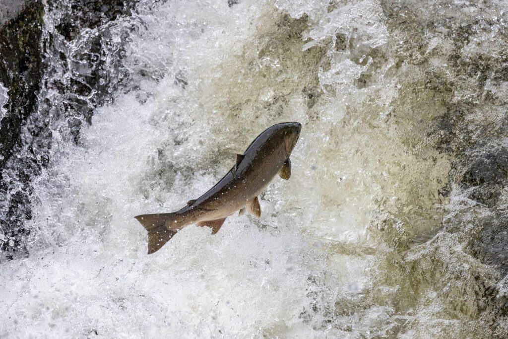 Spawning Coho salmon swimming upstream on the Nehalem River in the Tillamook State Forest, Oregon, USA