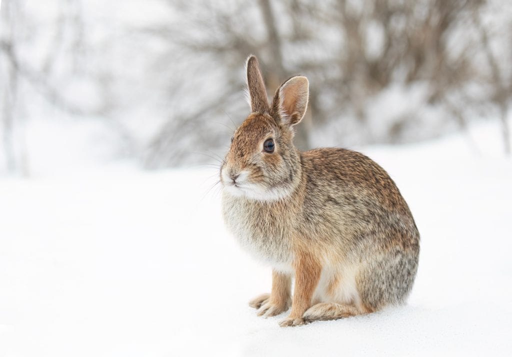 Eastern cottontail rabbit sitting in a winter forest.