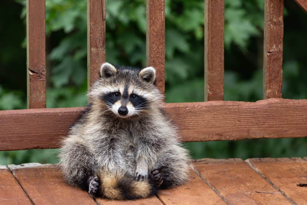 One small raccoon sitting up on a wooden deck, playing with its tail, and eying the camera. Wooden deck and green leafy background.