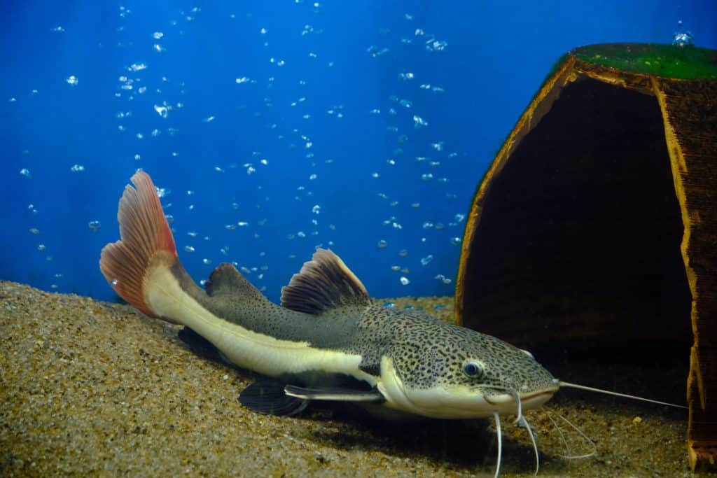 Flathead catfish lies sand at bottom aquarium with blue background