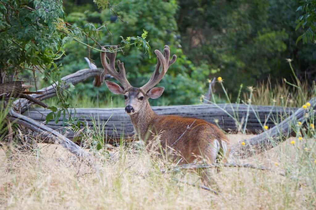 A black-tailed deer stands in the grass in the early morning
