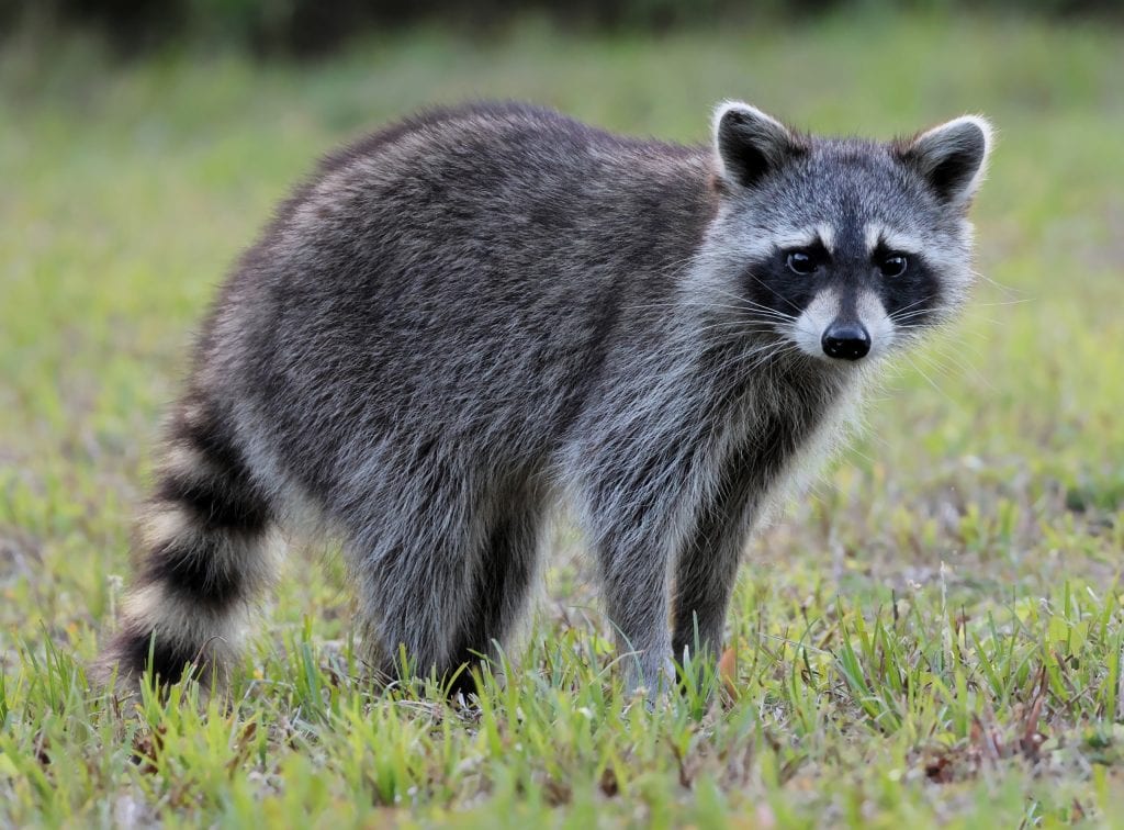 Adorable Young Raccoon Walking in the Grass