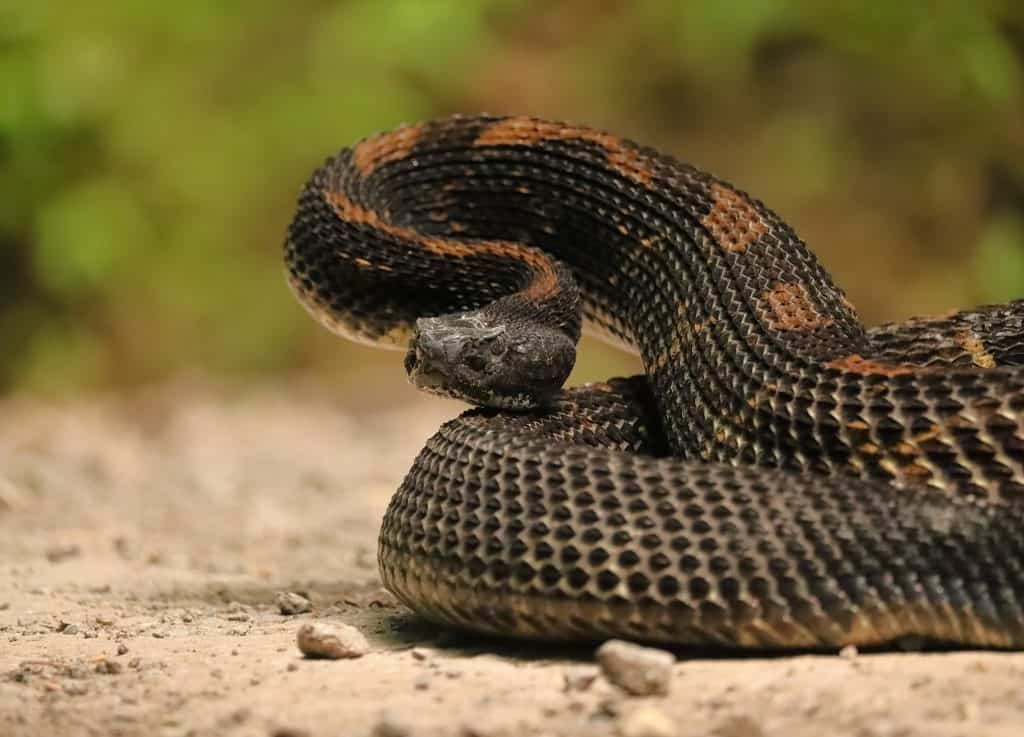 Gorgeous Timber Rattlesnake BLack Phase
