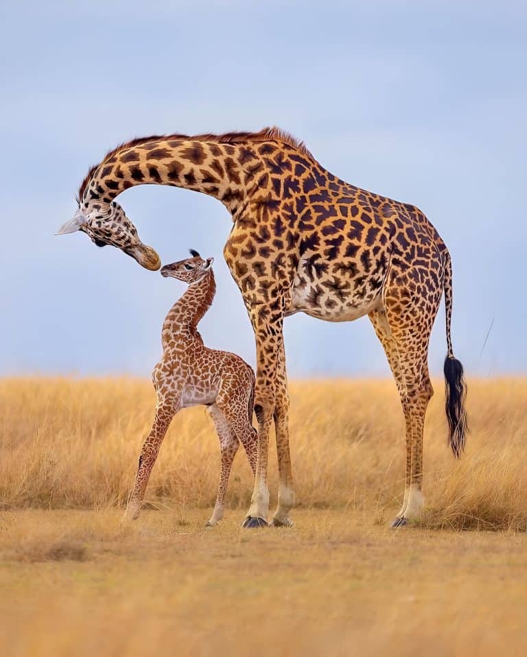 Giraffe, mother's love always with us In this picture giraffe kissing her son, daughter