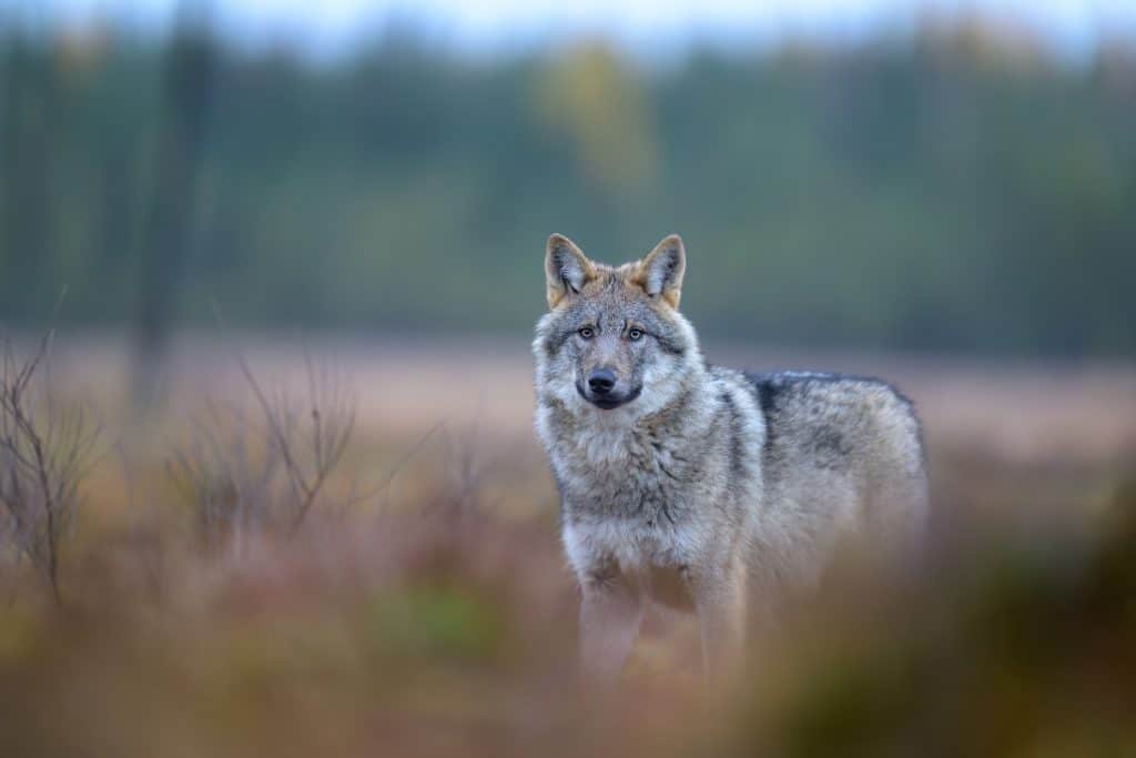 Young grey wolf (Canis lupus) in autumn