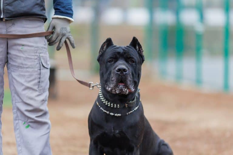 Cane corso italiano walks on a leash