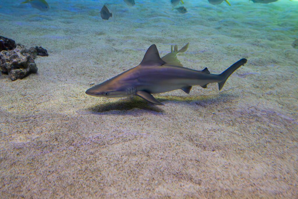 Small grey shark or dusky shark (Carcharhinus plumbeus) at the Oceanografic aquarium, Valencia, Spain.