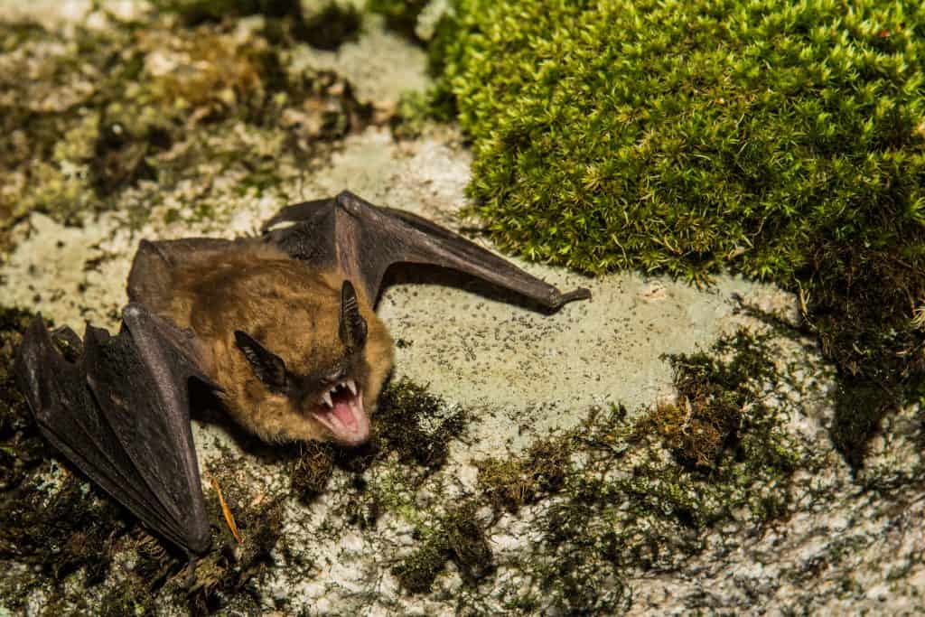 Big Brown Bat