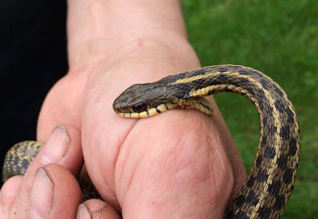 garter snake, a snake biting on hand