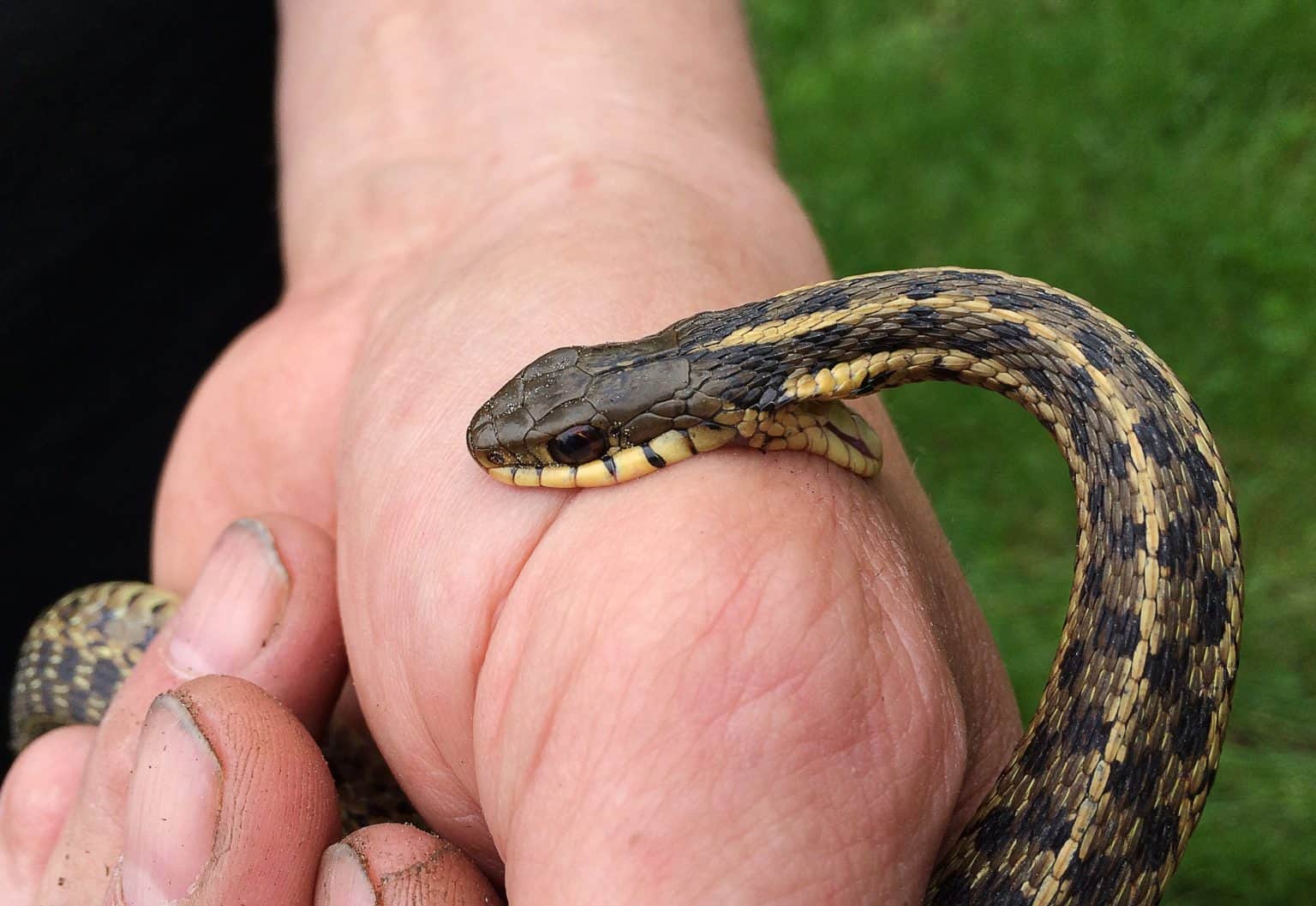 The Smell, the Hiss, the Coil: A Garter Snake's Defense - A-Z Animals