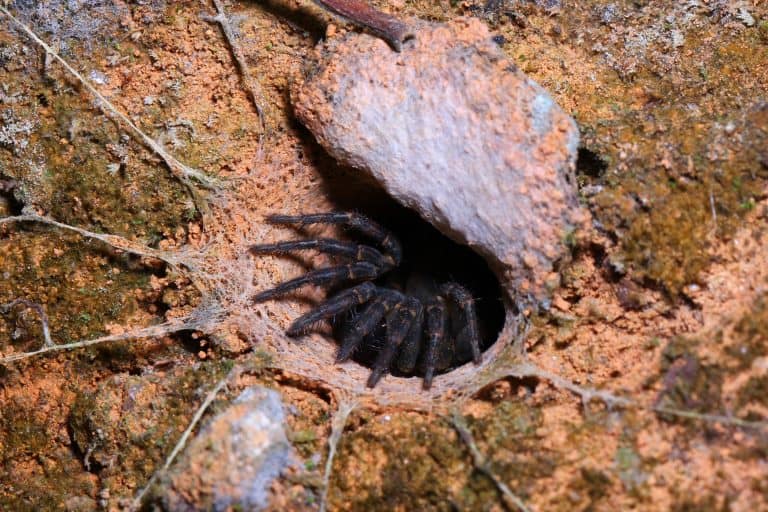 Trapdoor spider in habitat.