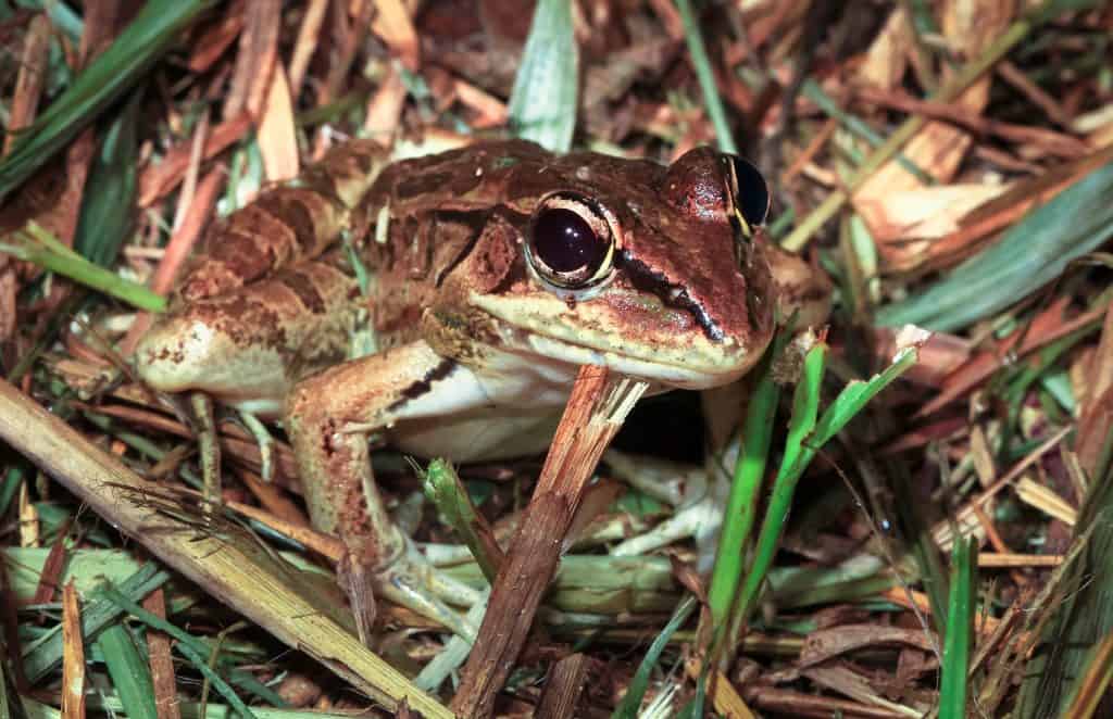 A Rio Grande leopard frog (Rana berlandieri) photographed at night in Belize.