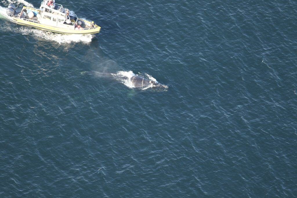 Whle on right with ropes around its middle and small boat following on left