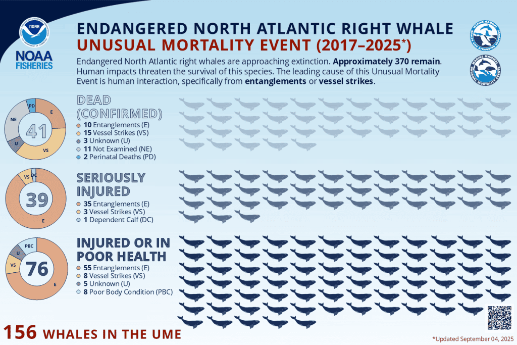 graphic shoing rows of whale icons, indicated numbers dead, injured, and sick