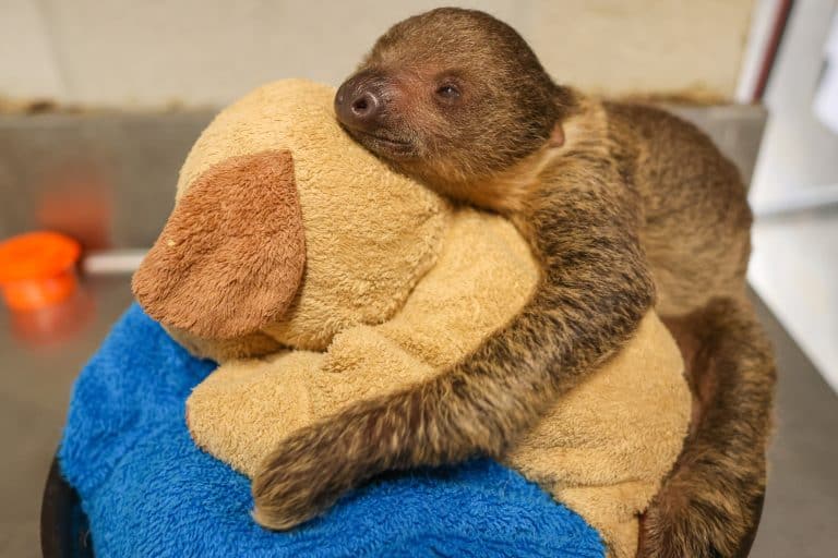 baby Quinn holding a stuffed animal