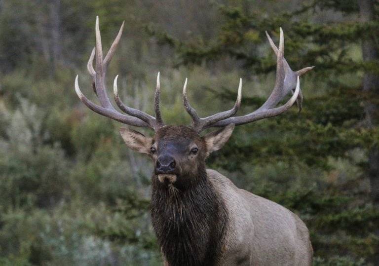 Elk, Jasper ,Canada