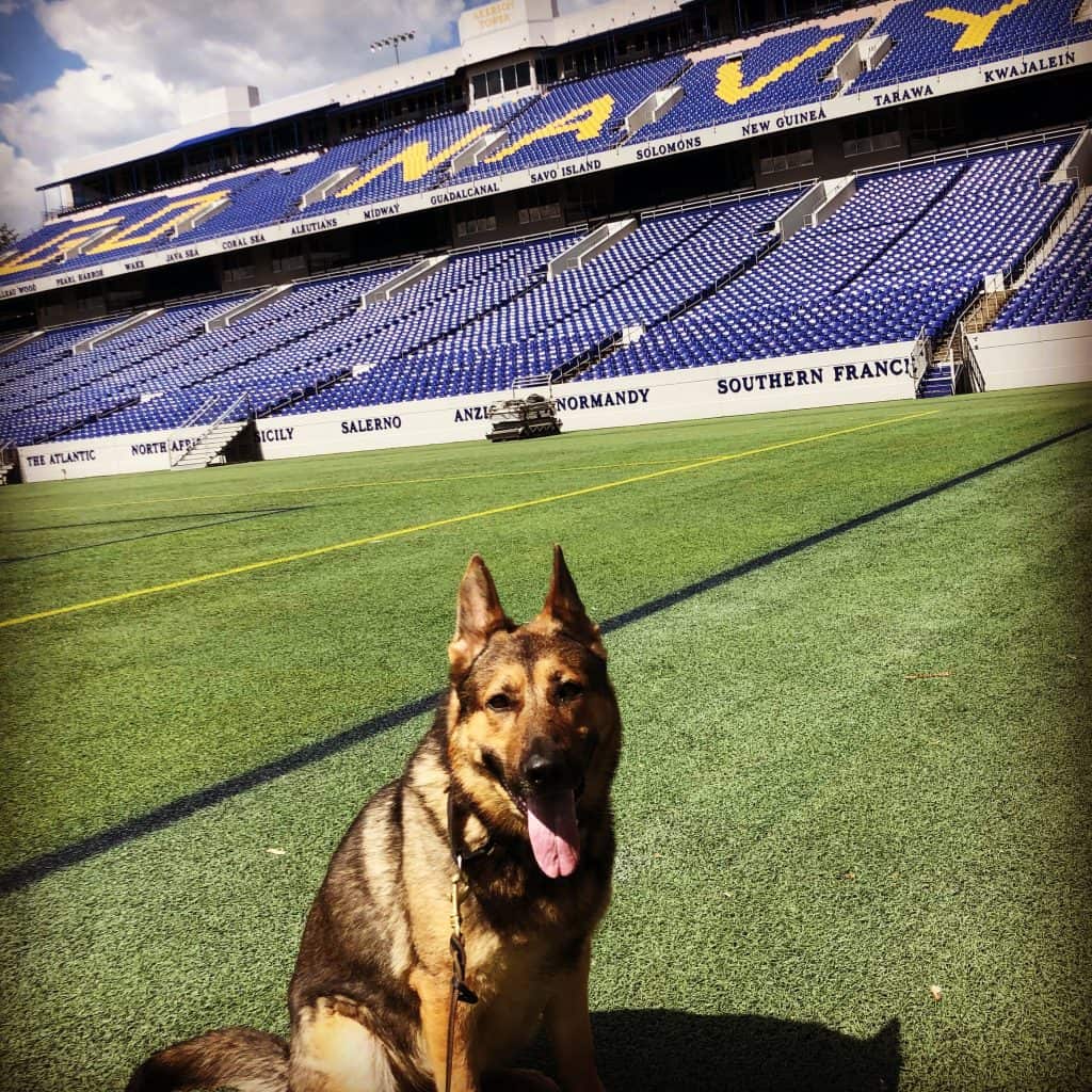 K9 Tambo