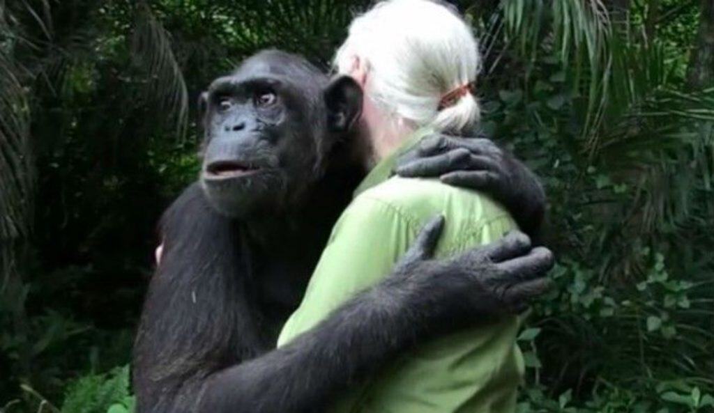 Chimpanzee hugs Jane Goodall before returning to the jungle