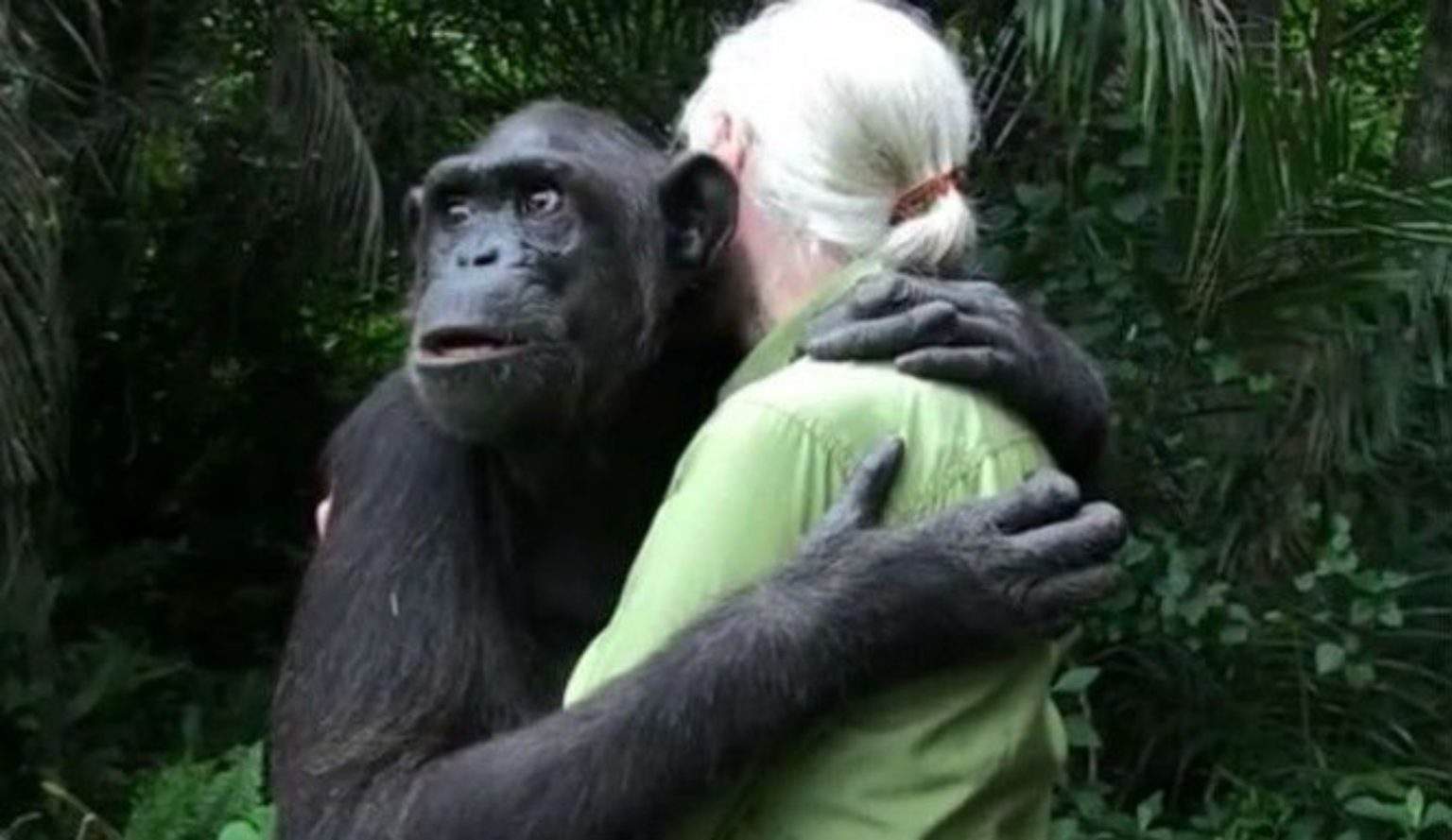 A Chimpanzee Gives Jane Goodall a Hug Goodbye A Z Animals