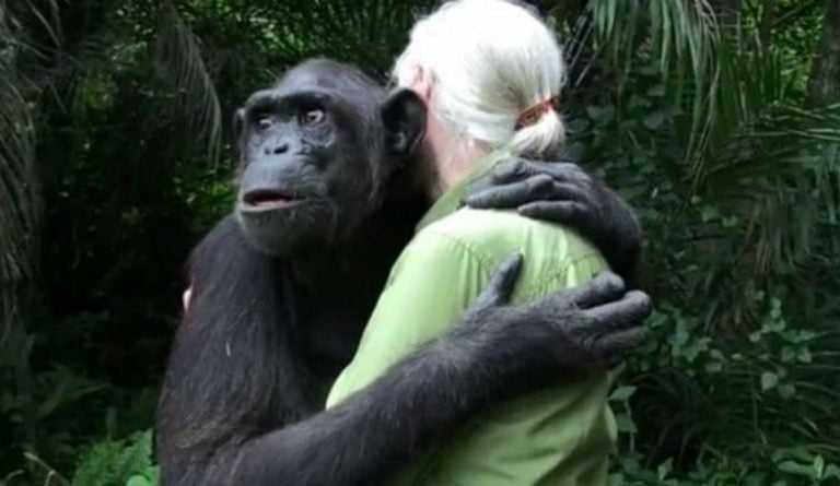 Chimpanzee hugs Jane Goodall before returning to the jungle