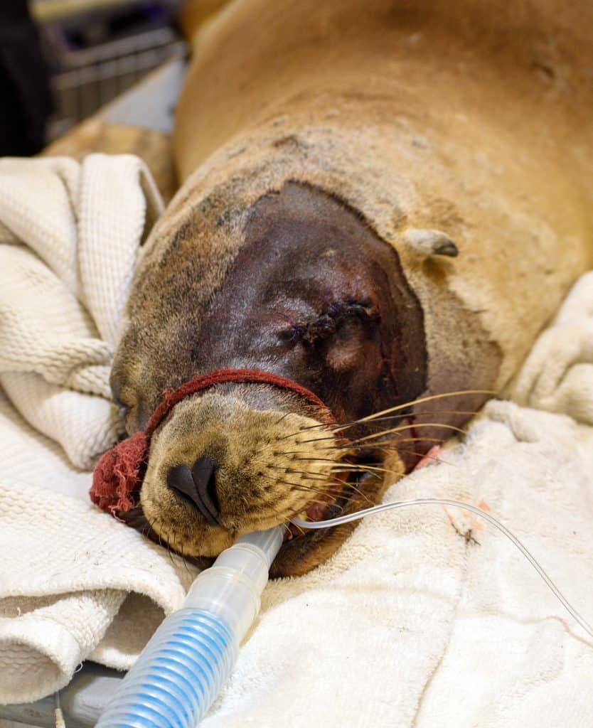 ONLY TO BE USED WITH ARTICLES ABOUT THE MARINE MAMMAL CARE CENTER LOS ANGELES