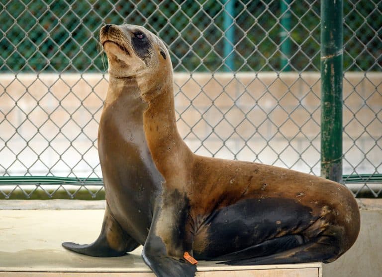 ONLY TO BE USED WITH ARTICLES ABOUT THE MARINE MAMMAL CARE CENTER LOS ANGELES